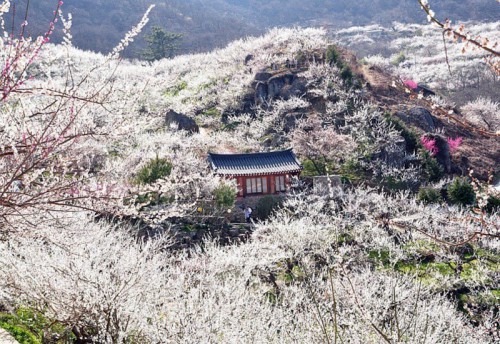 경인웰빙 봄꽃 산행